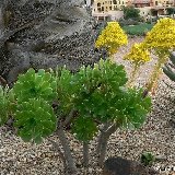 Aeonium arboreum (unrooted cuttings - boutures non racinées)